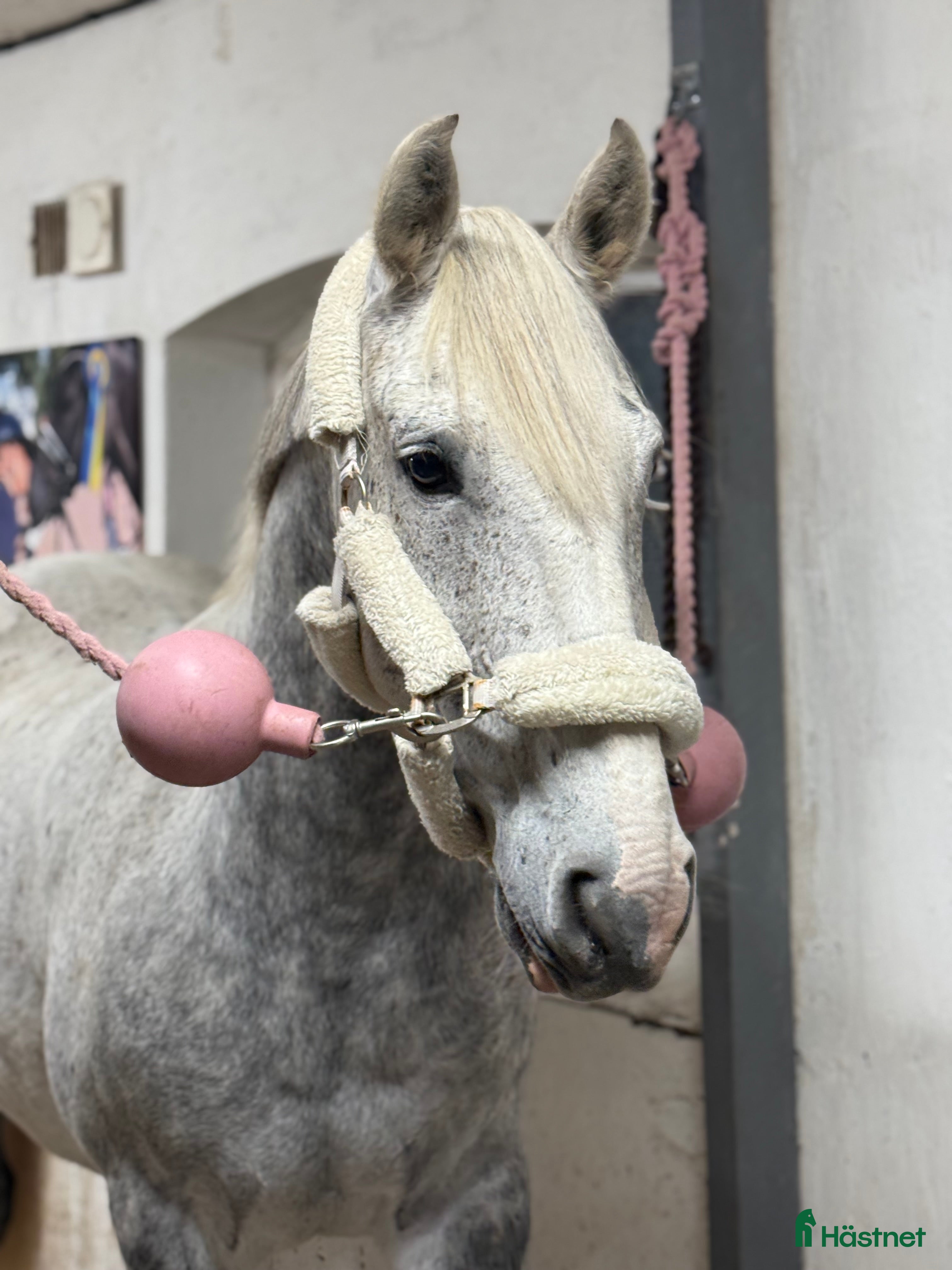  hästar Snygg valack! i Borlänge - Annons 15