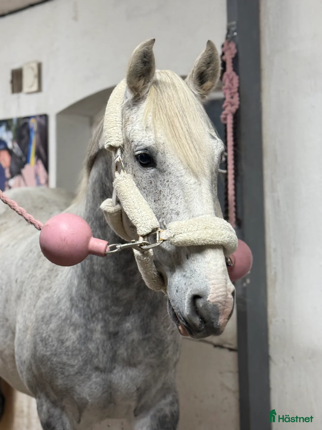 Allround hästar till salu: Snygg valack! i Borlänge - Annons 1