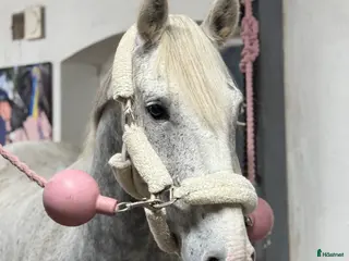 hästar Snygg valack! i Borlänge - Annons 15