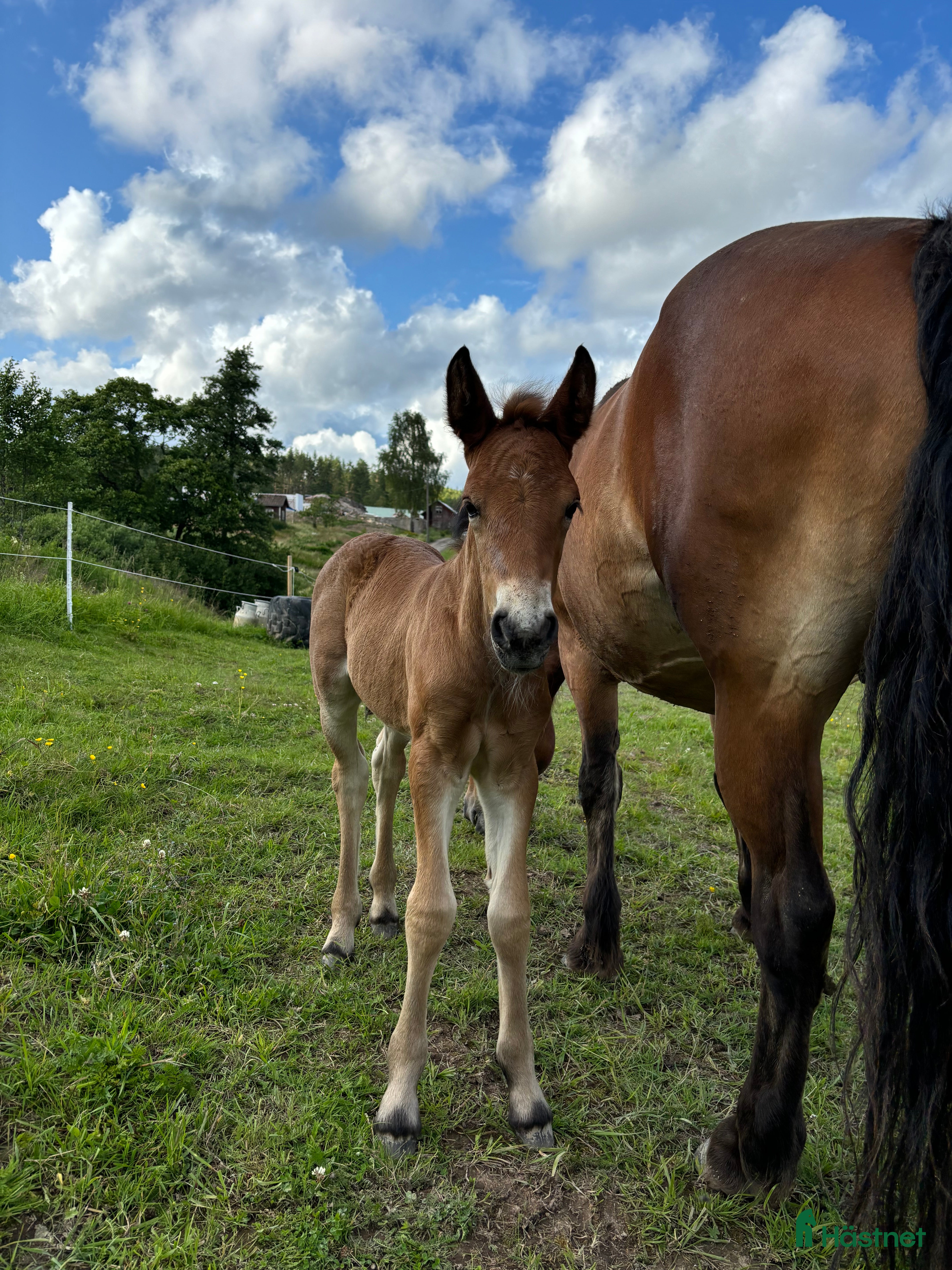  hästar Älla söker nytt hem!  i Årjäng - Annons 16