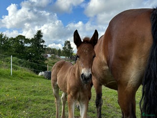 hästar Älla söker nytt hem! i Årjäng - Annons 12