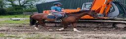 Allround hästar till salu: Lovely allrounder type 160cm - Annons 11