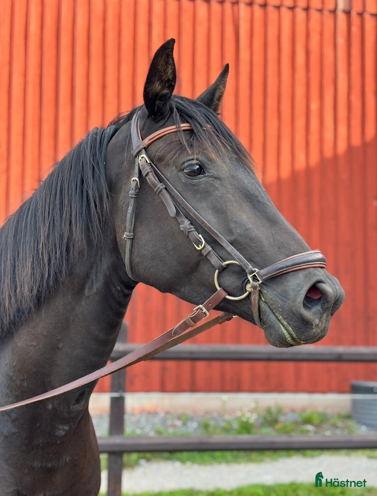  hästar Fint och trevligt sto - Annons 3