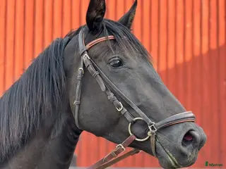hästar Fint och trevligt sto - Annons 1