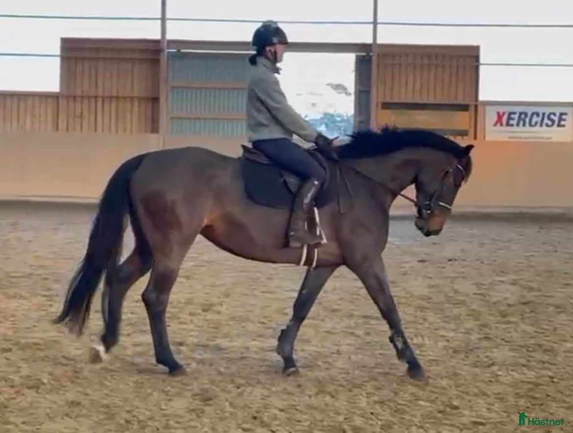 Hoppning hästar till salu: SWB 4åring i Knislinge - Annons 1