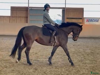 Hoppning hästar till salu: SWB 4åring i Knislinge - Annons 1