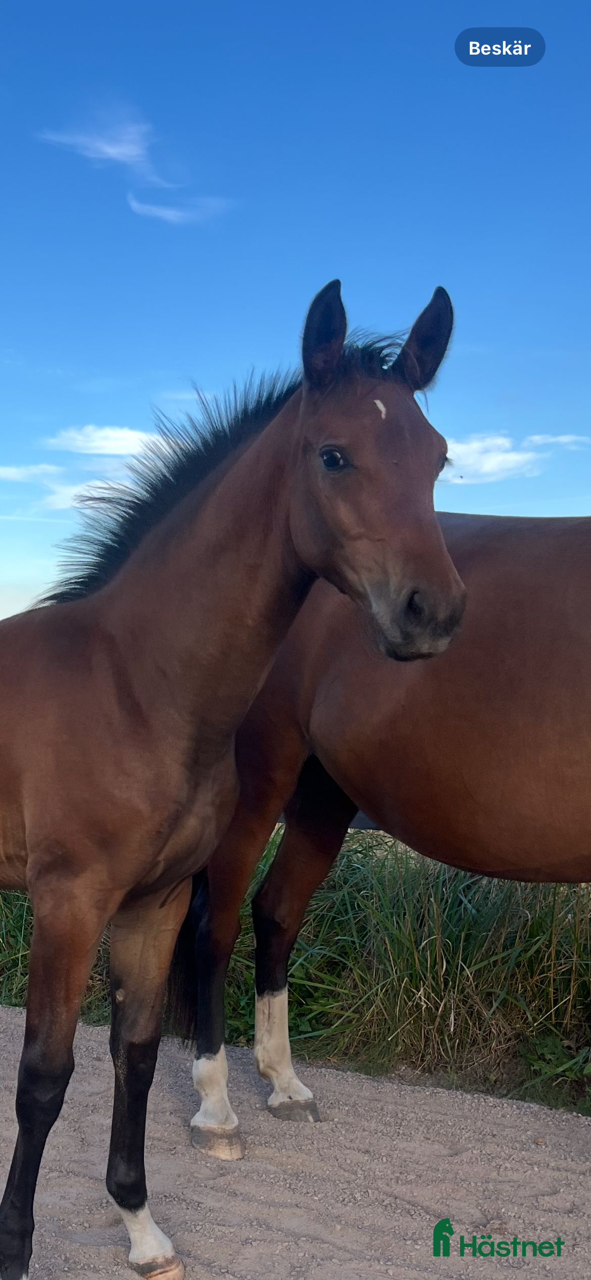  hästar Prissänkt! Sto -25 Fälttävlansämne, supersocial! i Väring - Annons 3