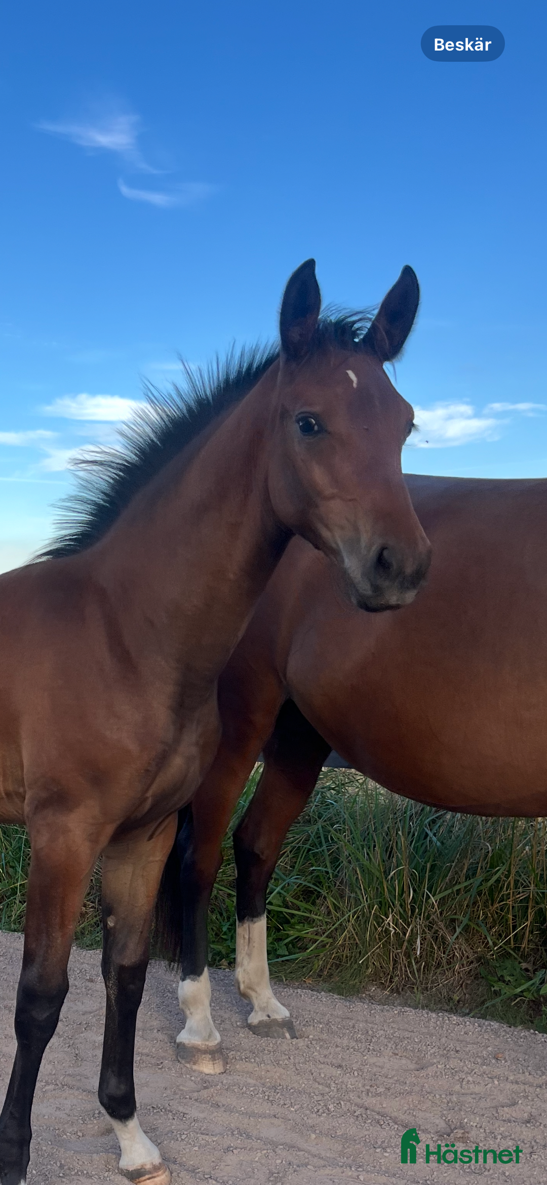 Fälttävlan hästar till salu: Prissänkt! Sto -25 Fälttävlansämne, supersocial! i Väring - Annons 1