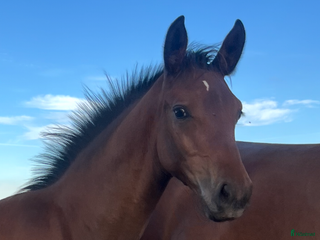 hästar Prissänkt! Sto -25 Fälttävlansämne, supersocial! i Väring - Annons 24