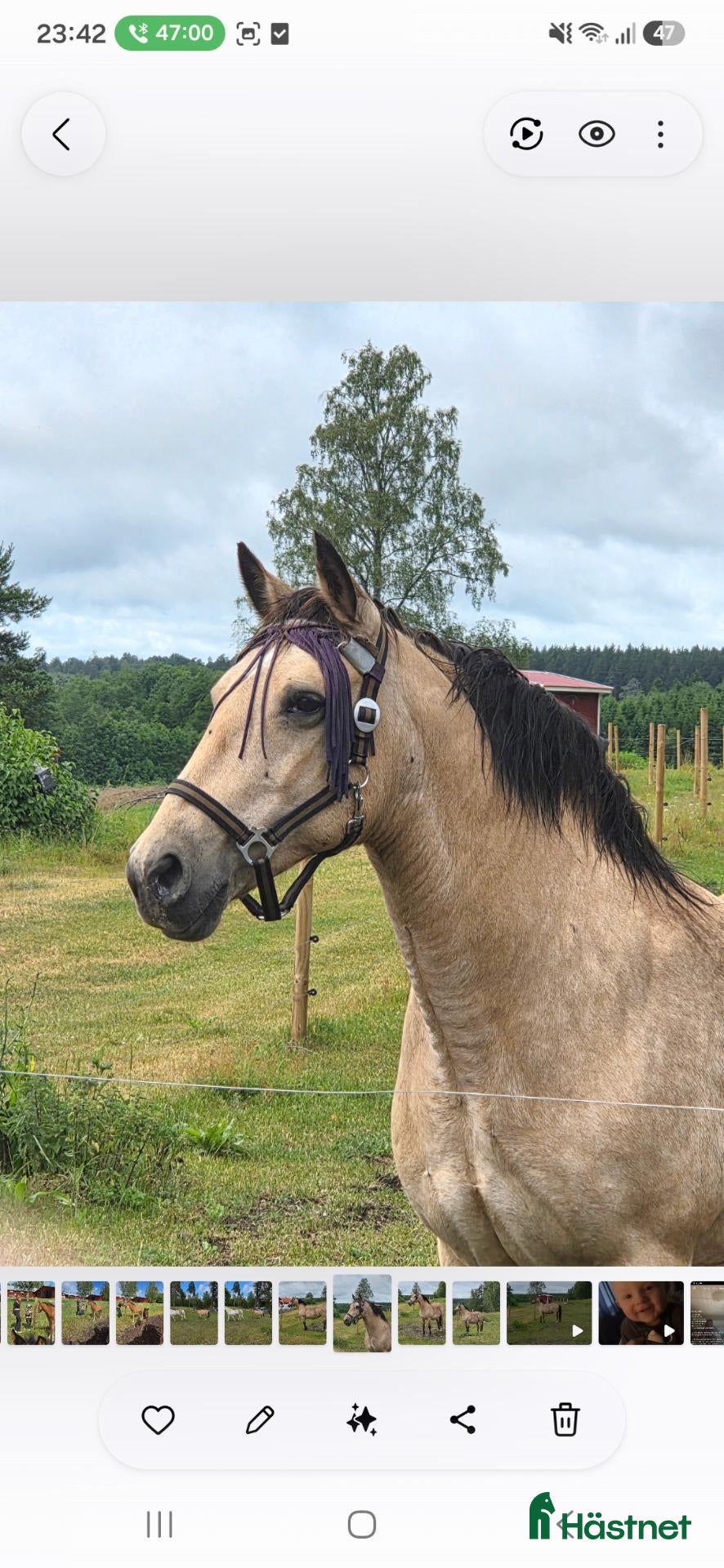  hästar Sto import Holland triangelmärkt.  - Annons 6