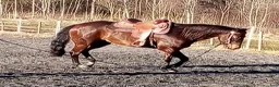 Western hästar till salu: Magic Decibel “Bella” i Deje - Annons 4