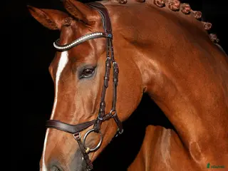 Träns hästutrustning till salu: Chester träns+tyglar i Bollnäs - Annons 4