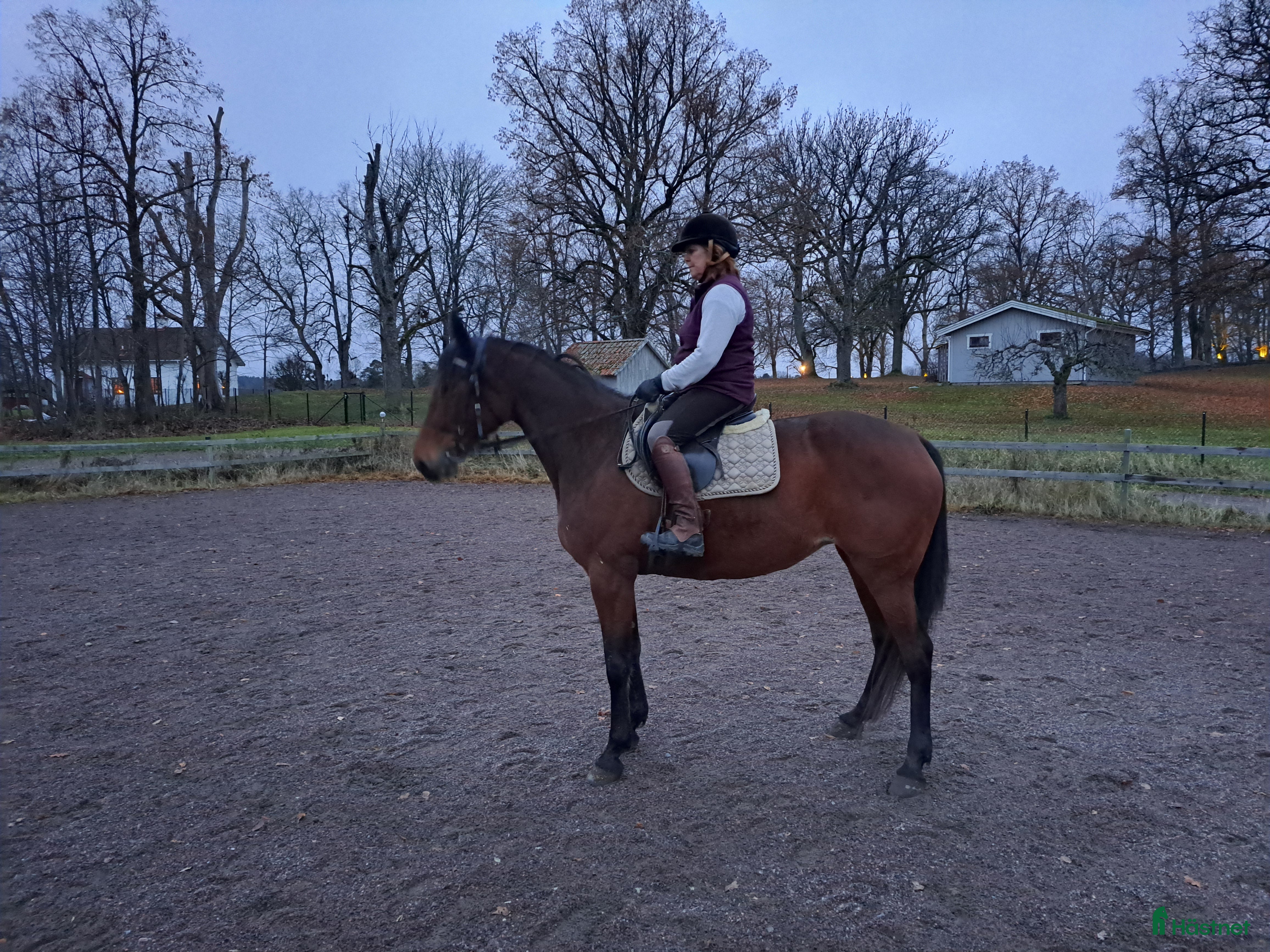  hästar Stabil o trygg promenadhäst i Östra Ryd - Annons 17