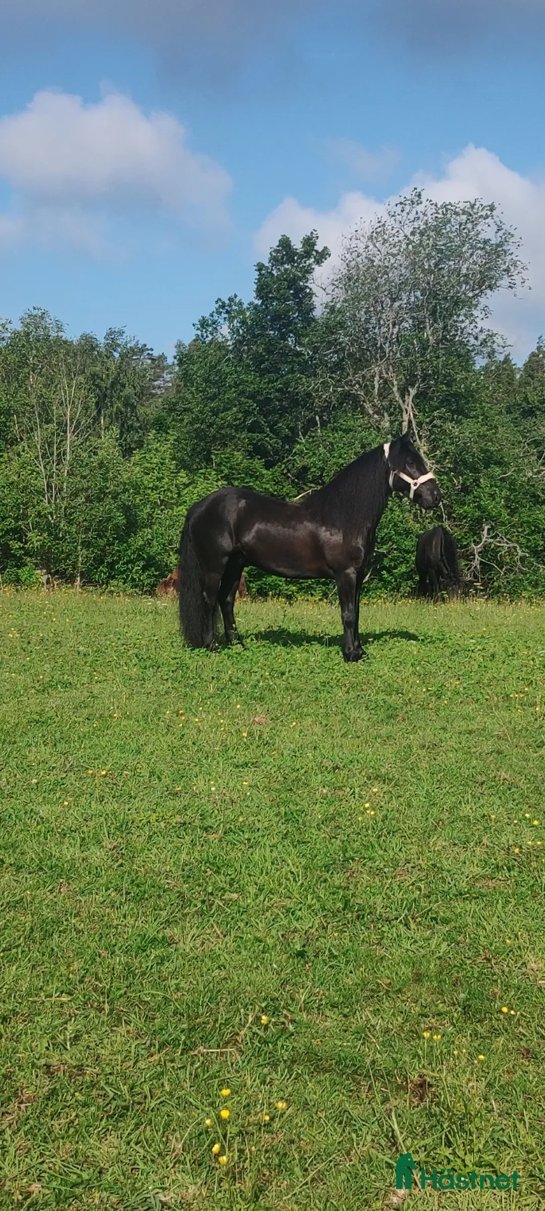  hästar wonderful magic fellponny  i Ljung - Annons 10