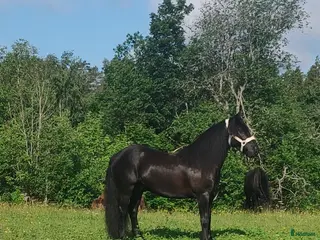 hästar wonderful magic fellponny i Ljung - Annons 10