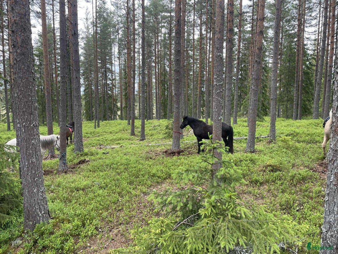 Island hästar till salu: Sto med mycket tölt i Riddarhyttan - Annons 2