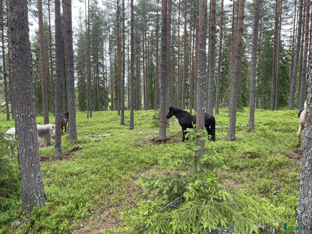 Island hästar till salu: Sto med mycket tölt i Riddarhyttan - Annons 2