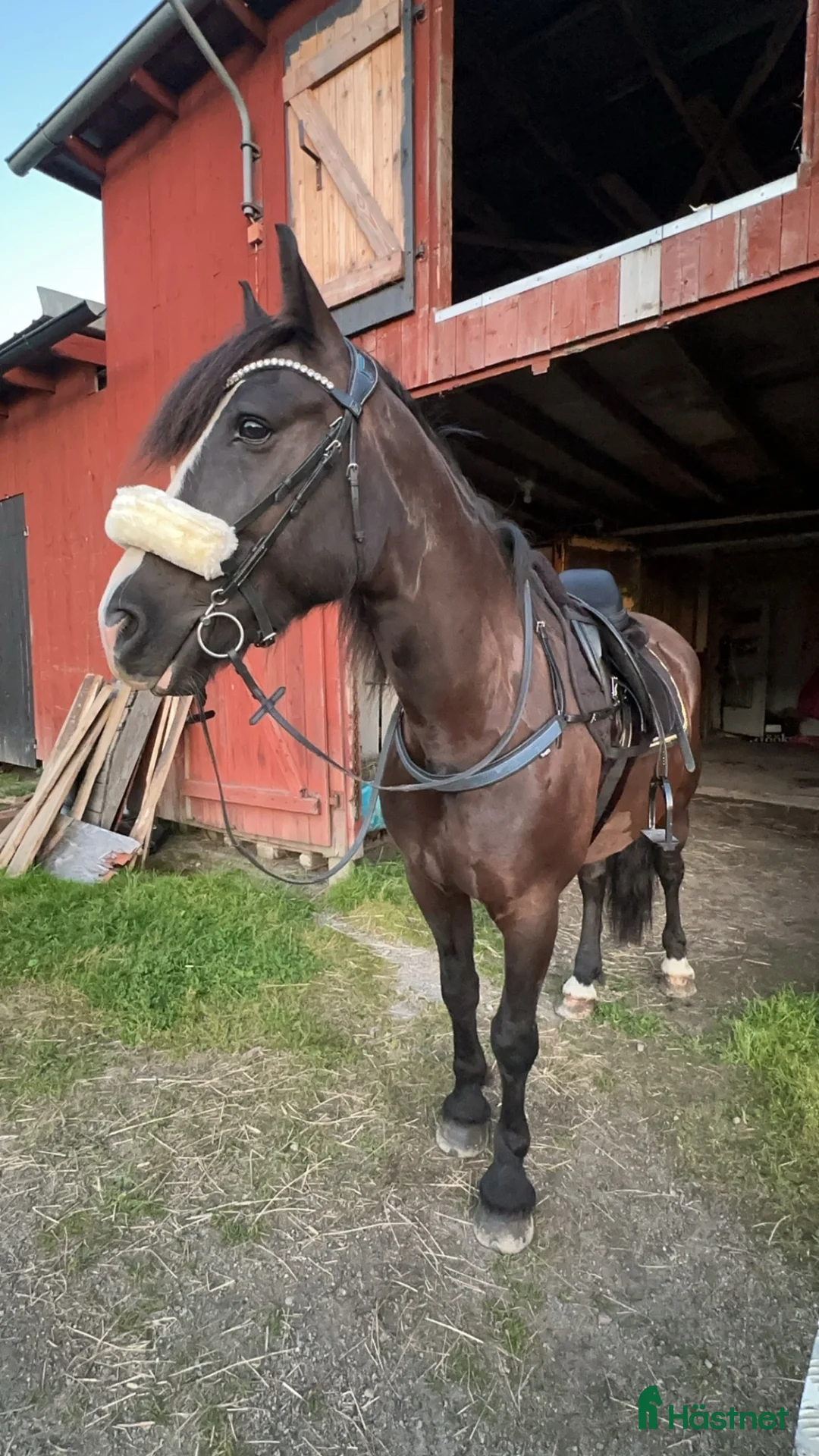 Allround hästar till salu: Kongen letar bästavän - Annons 2