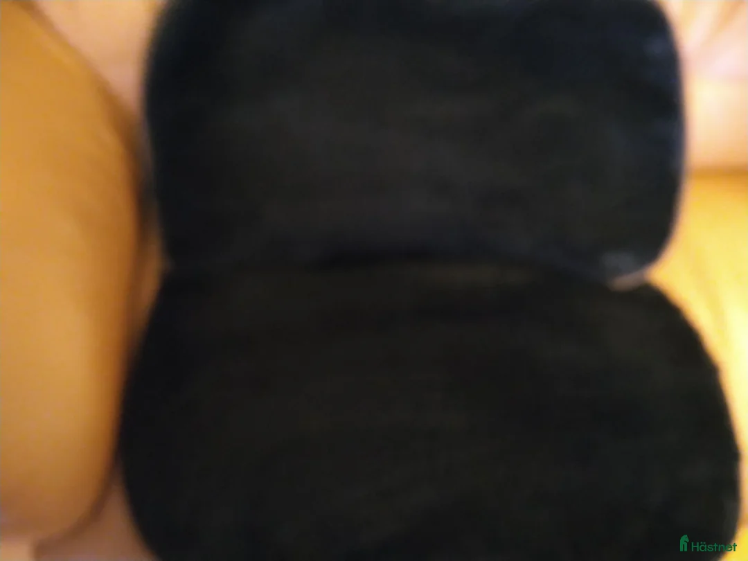 Sadeltillbehör hästutrustning till salu: Grandeur Physio Westernpad - Annons 2