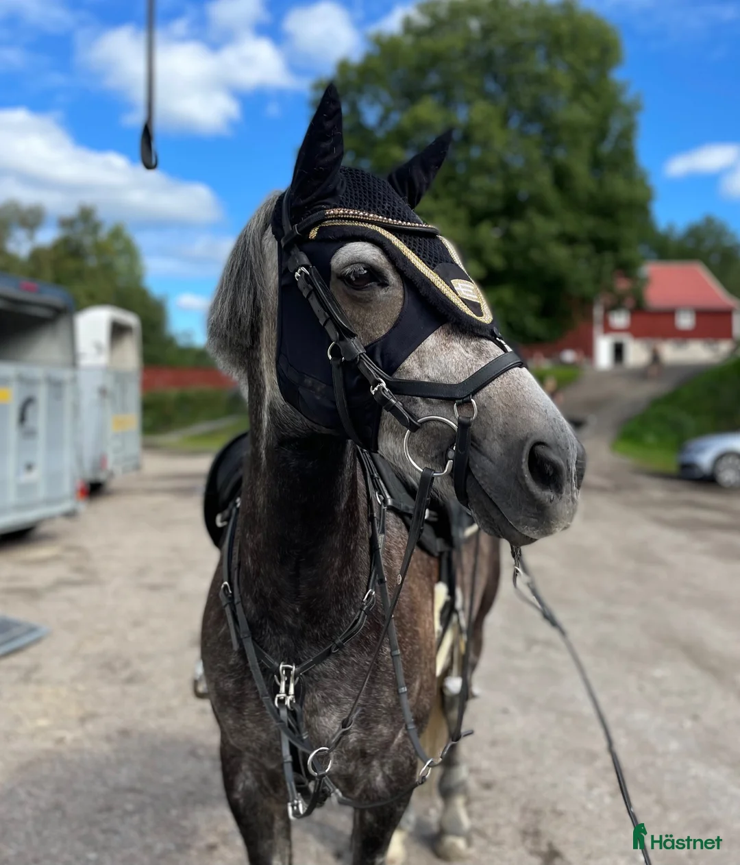 Allround hästar till salu: Ponny som sticker ut! - Annons 1
