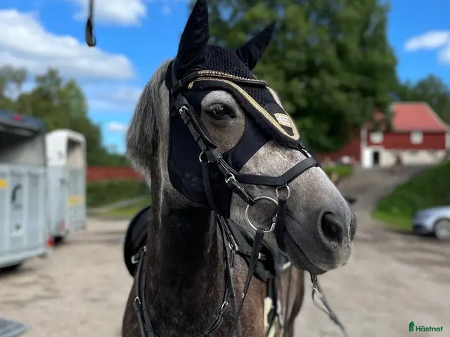 hästar till salu: Ponny som sticker ut! - Annons 4