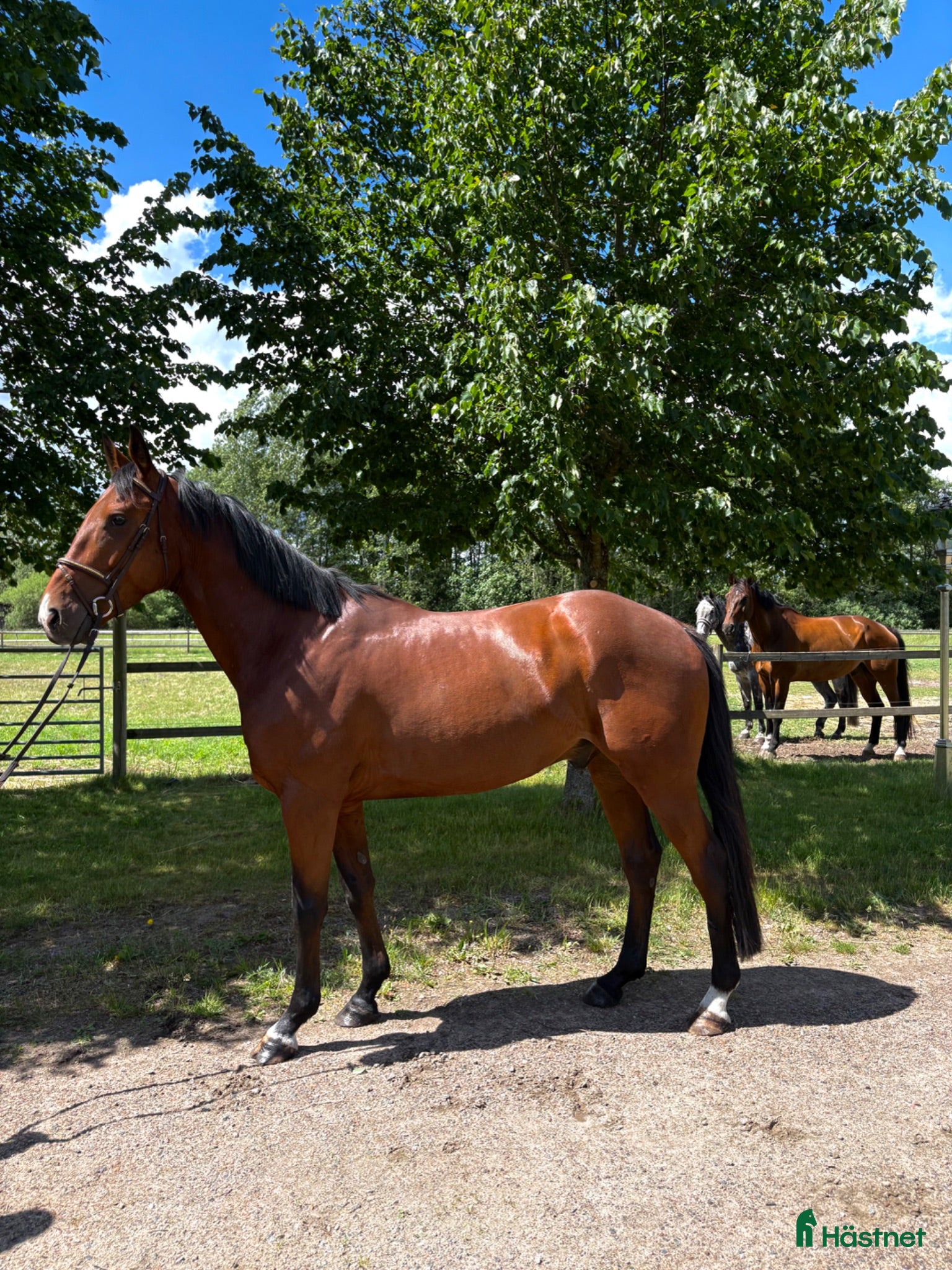  hästar Talangfull 4 åring - Annons 4