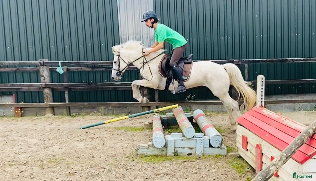 Allround hästar till salu: Selection of Irish ponies i Ljungby - Bild 26
