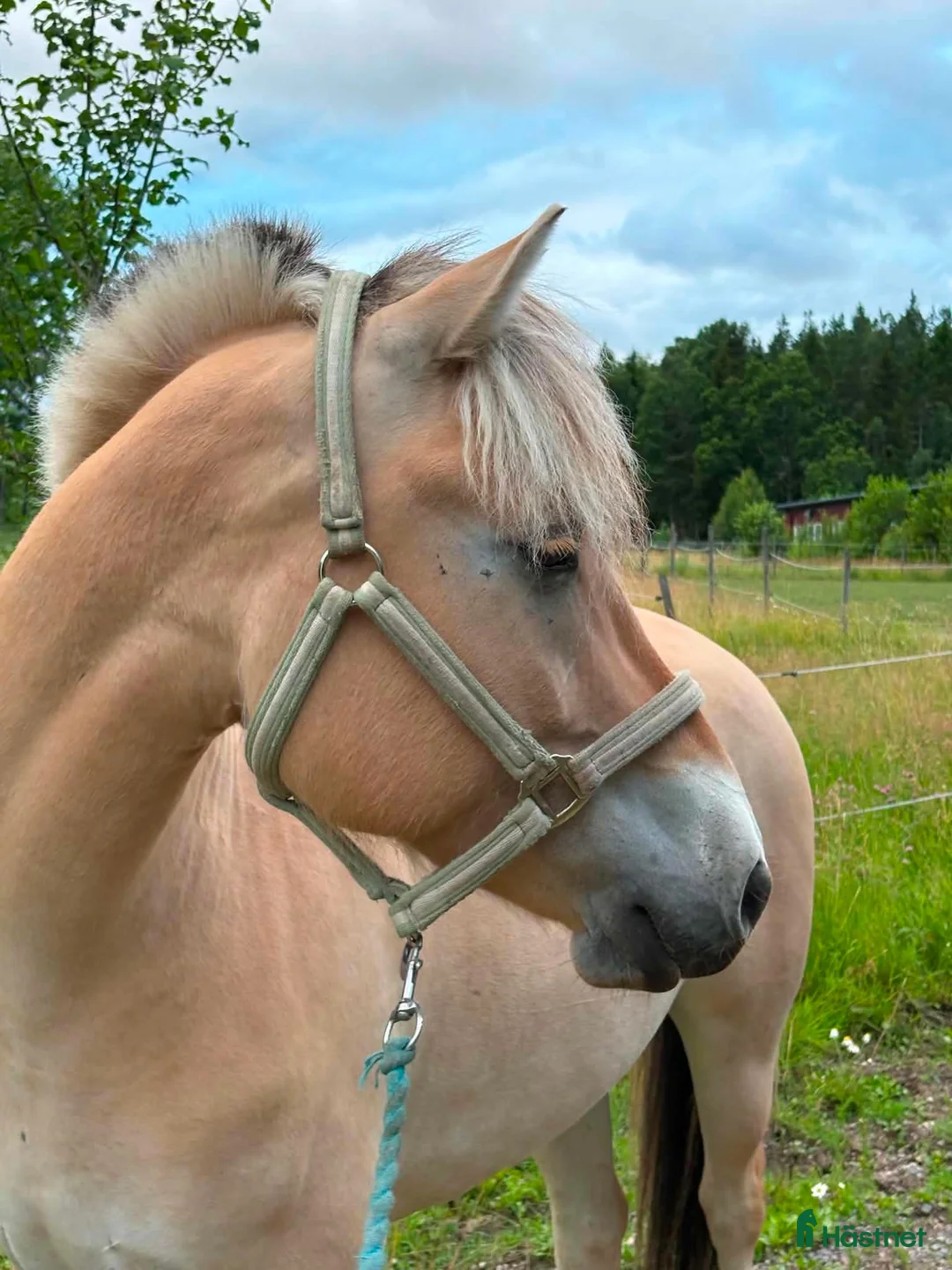 Allround hästar till salu: 🩵Milo söker sin bästa vän🩵 - Annons 2