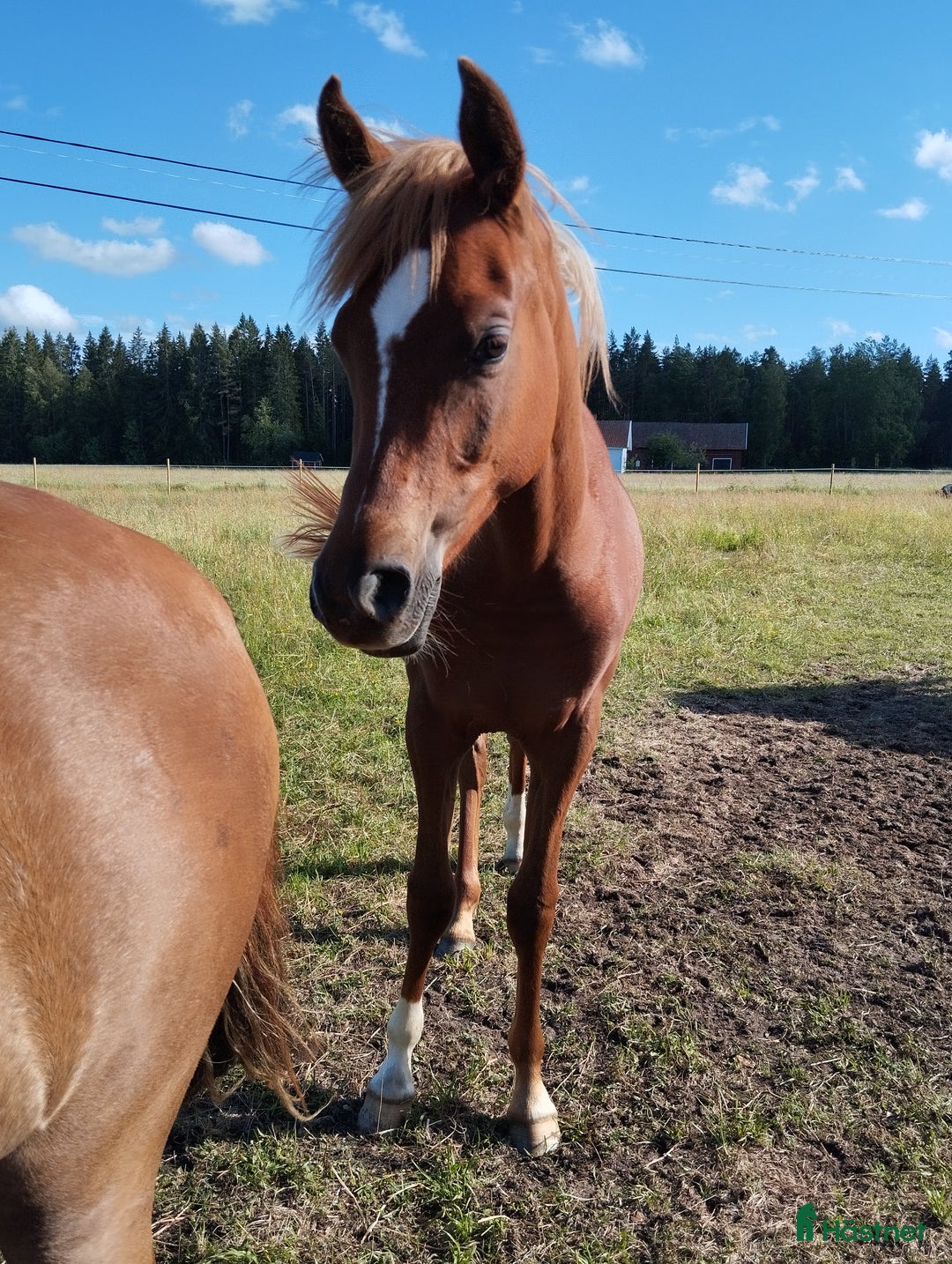  foderhäst finnes: Welshpartbreed  i Hallsberg - Bild 1