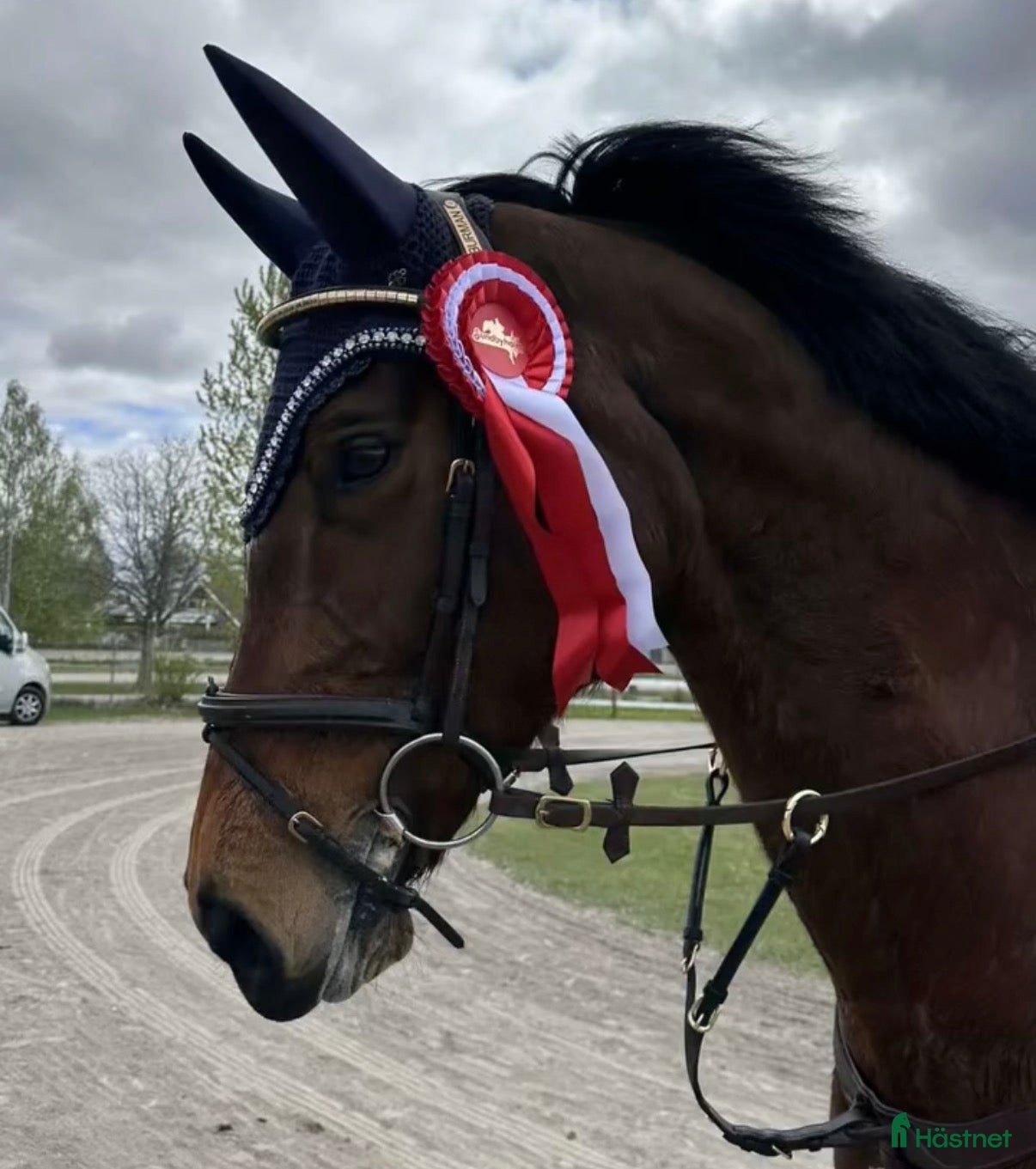  hästar SWB sto säljes mycket förmånligt - Annons 1