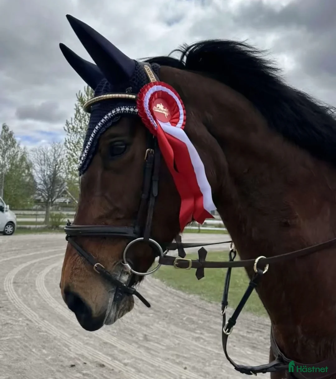 Allround hästar till salu: SWB sto säljes mycket förmånligt - Annons 1