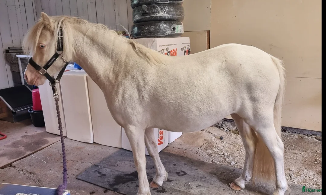 Allround hästar till salu: Söt Welsh Mountain sto - Annons 2