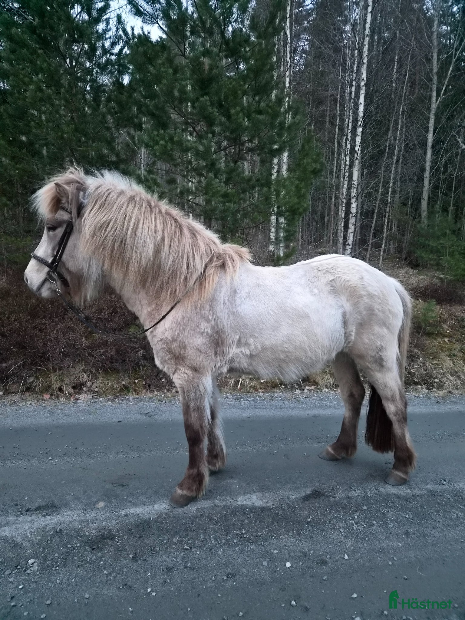  hästar Känsligare sto med mycket energi - Annons 4