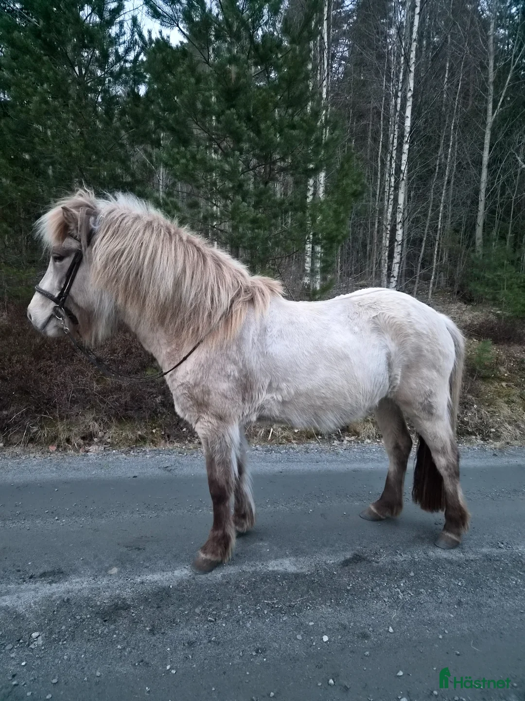 Island hästar till salu: Känsligare sto med mycket energi i Gunnarskog - Annons 1