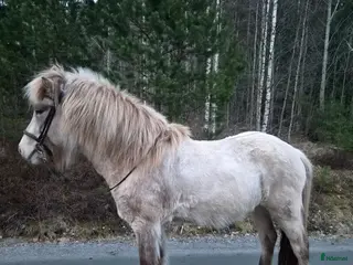 hästar Känsligare sto med mycket energi - Annons 4