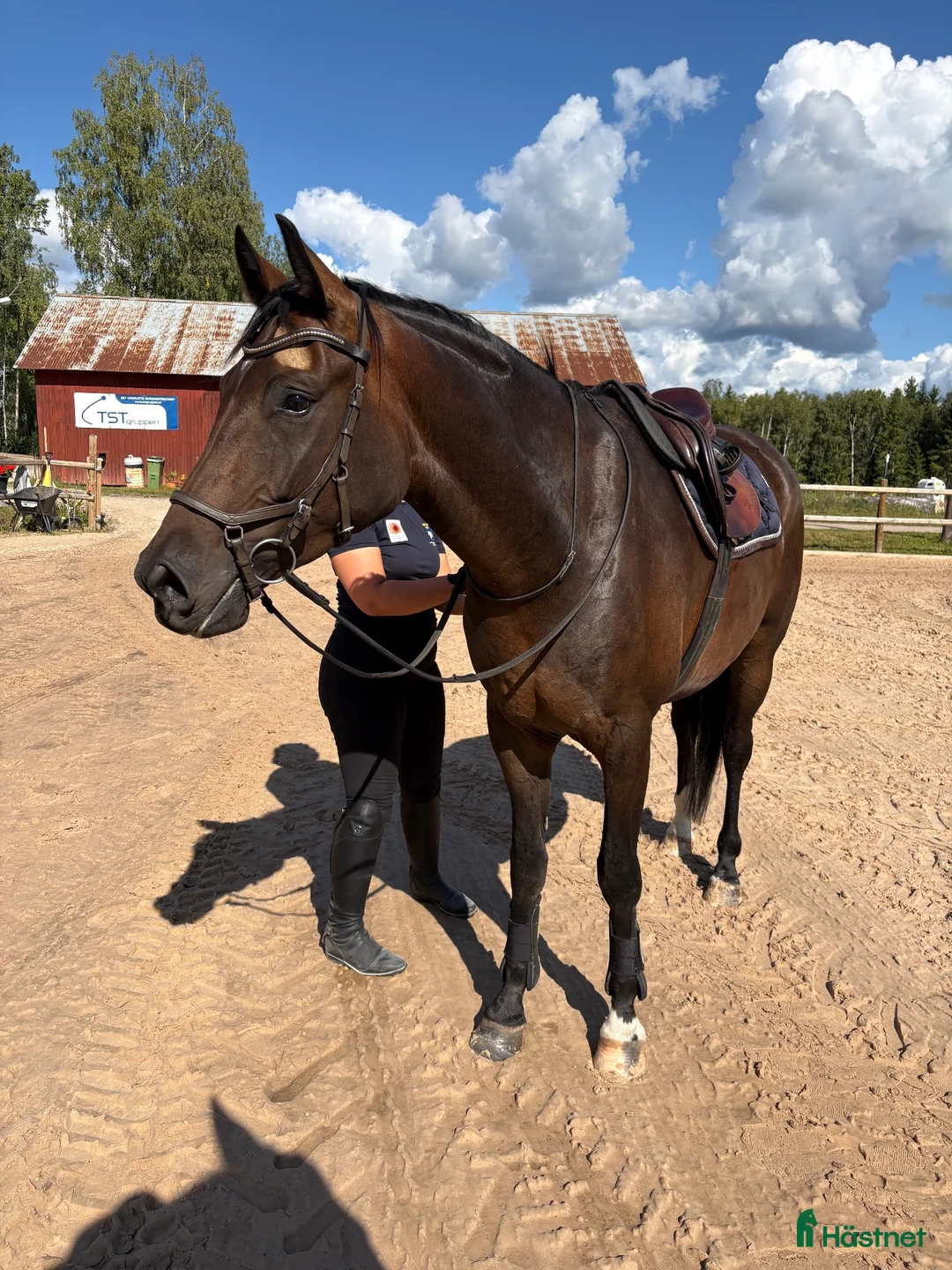 Dressyr hästar till salu: Snäll och utvecklingsbar valack - Annons 2