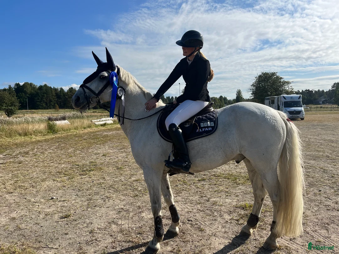 Hoppning hästar till salu: Ponny för de högsta klasserna i Täby - Annons 4