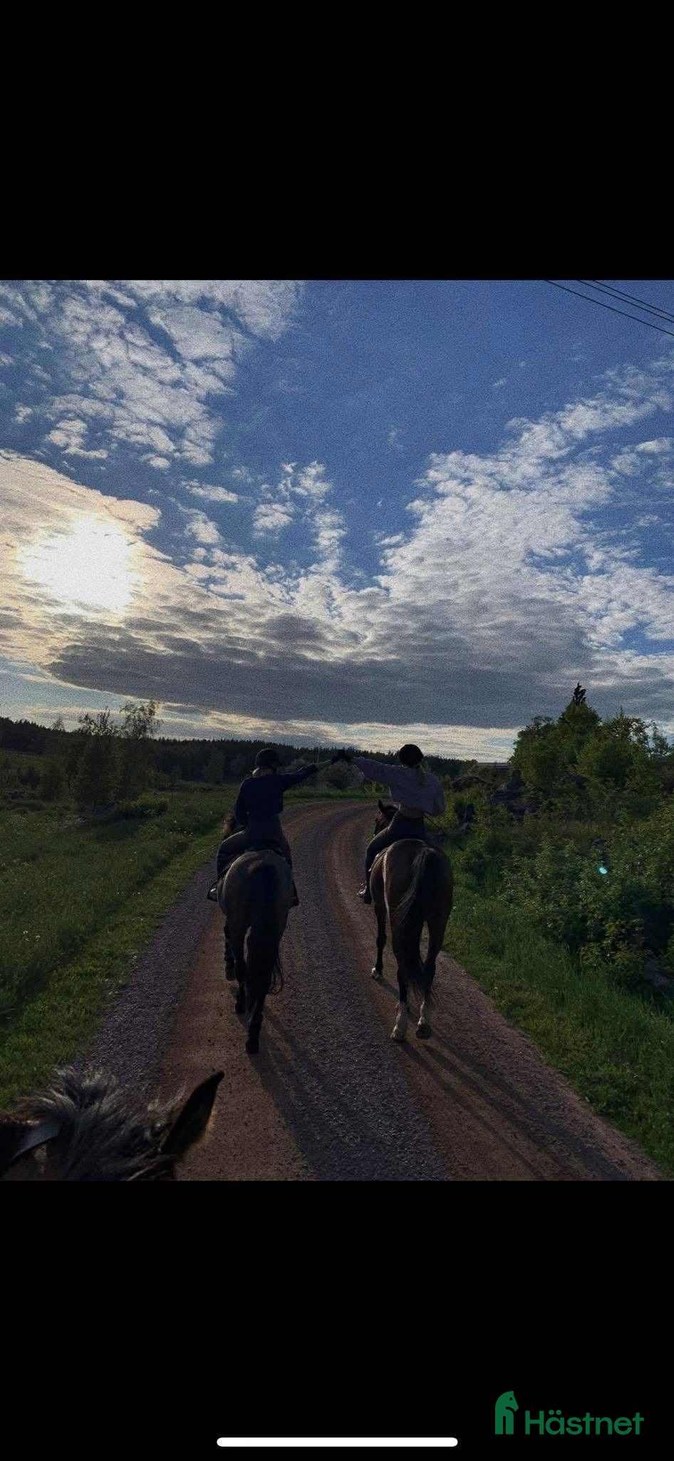  medryttarhäst sökes: Två skötsamma tjejer söker medryttarhästar! - Annons 10
