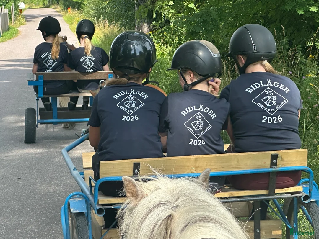 Allround hästar sökes: Dponny sökes - Annons 2
