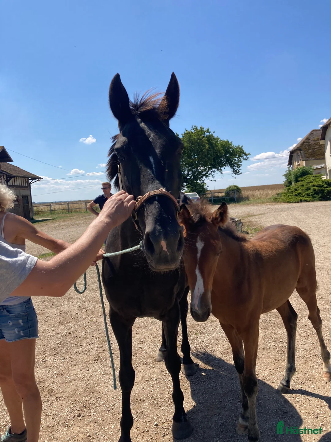 Avelshästar hästar till salu: Fint sto till avel, ridning eller sällskap  i Klippan - Annons 1