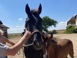 hästar Fint sto till avel, ridning eller sällskap - Annons 4