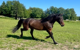 Allround hästar till salu: Nytt Pris!! Ståtlig 3-årig Kigermustangvalack i Offerdal - Bild 4