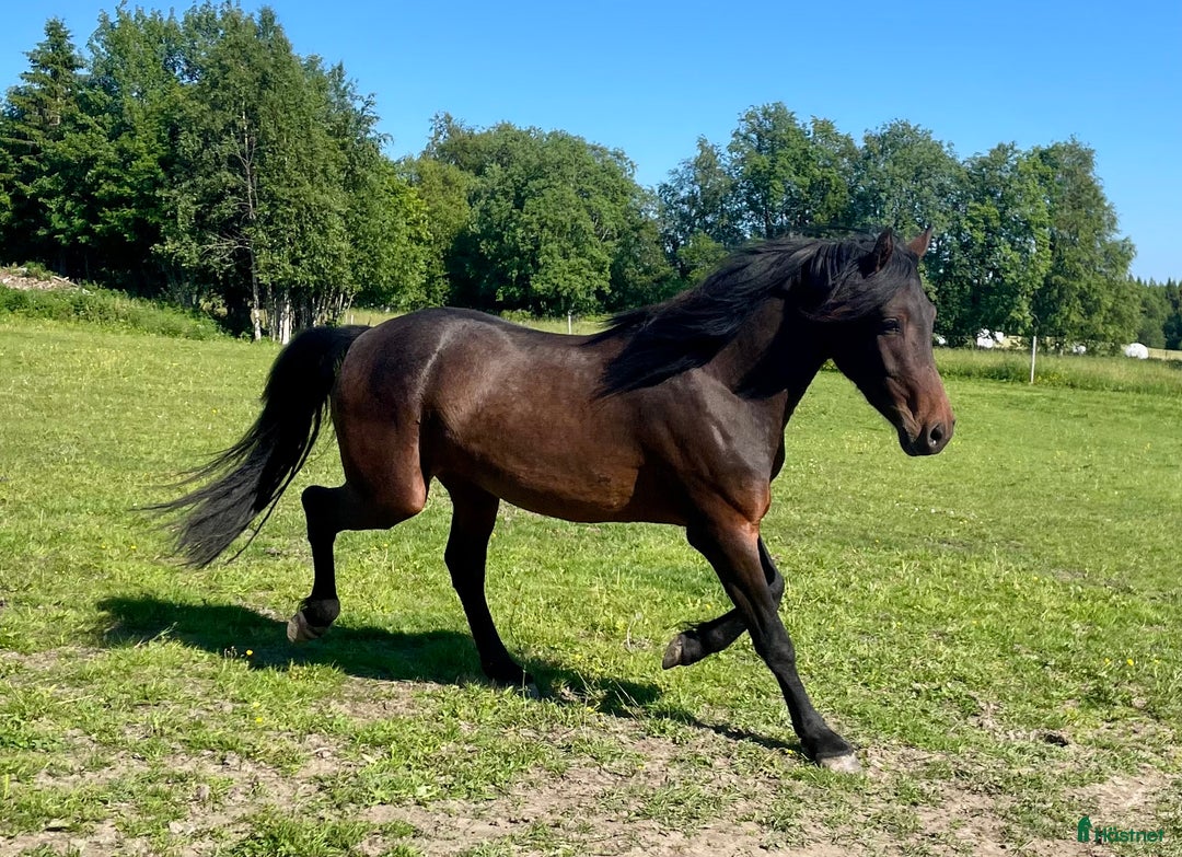 Allround hästar till salu: Nytt Pris!! Ståtlig 3-årig Kigermustangvalack i Offerdal - Bild 4