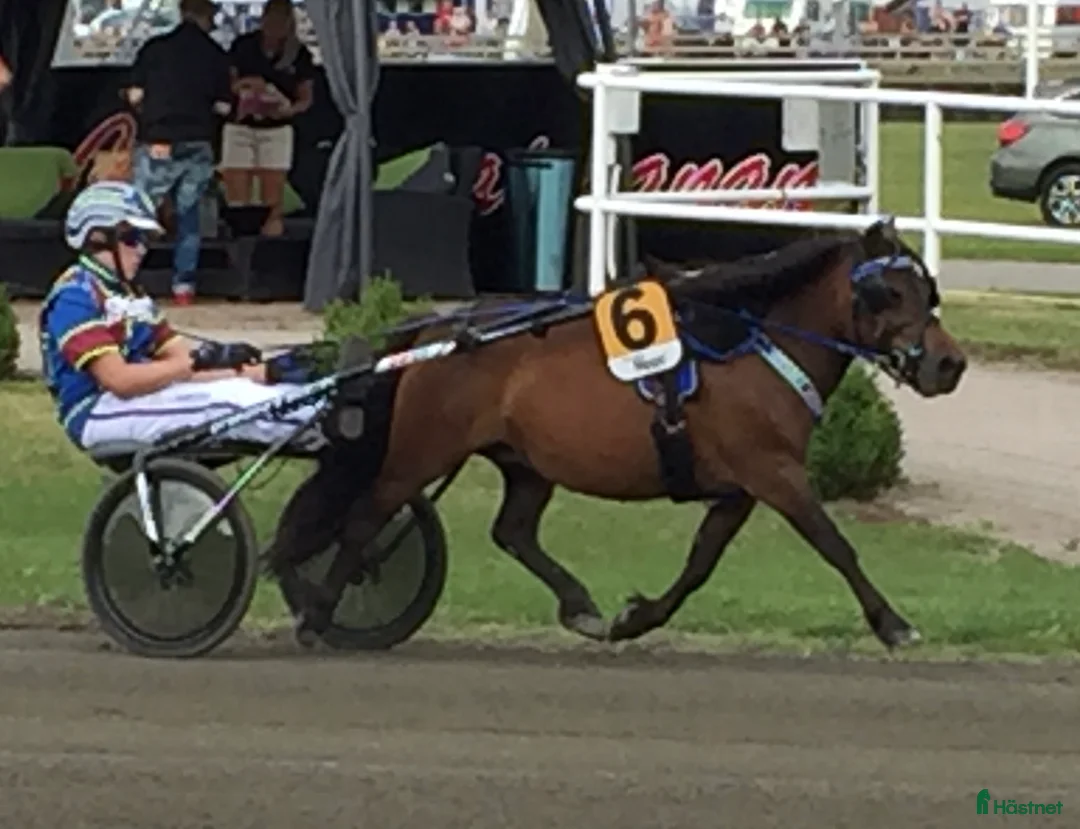 Övrigt hästar till salu: Emmeros Joanna till avel! - Annons 1