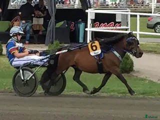 hästar Emmeros Joanna till avel! - Annons 1