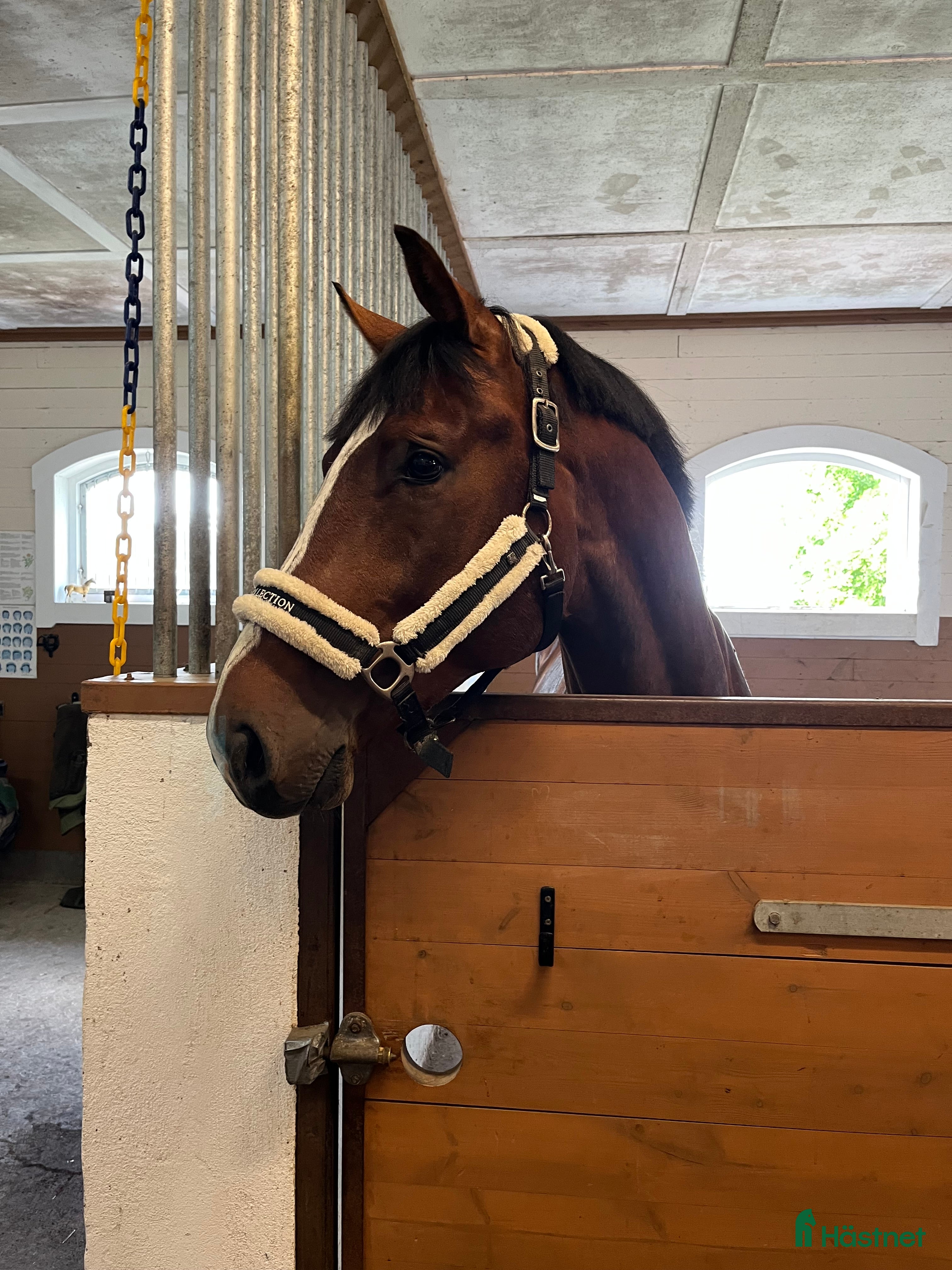  hästar 🌟Lex Luthor🌟 i Almunge - Annons 6