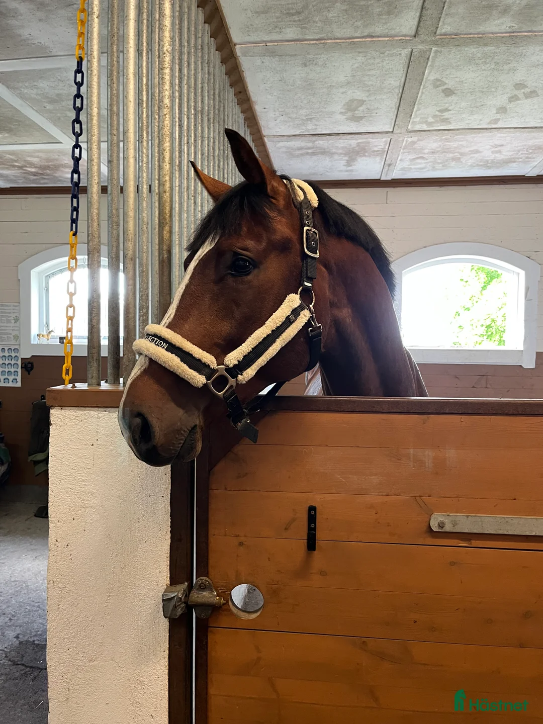 Hoppning hästar till salu: 🌟Lex Luthor🌟 i Almunge - Annons 1