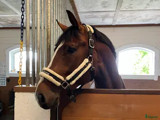 hästar 🌟Lex Luthor🌟 i Almunge - Annons 6