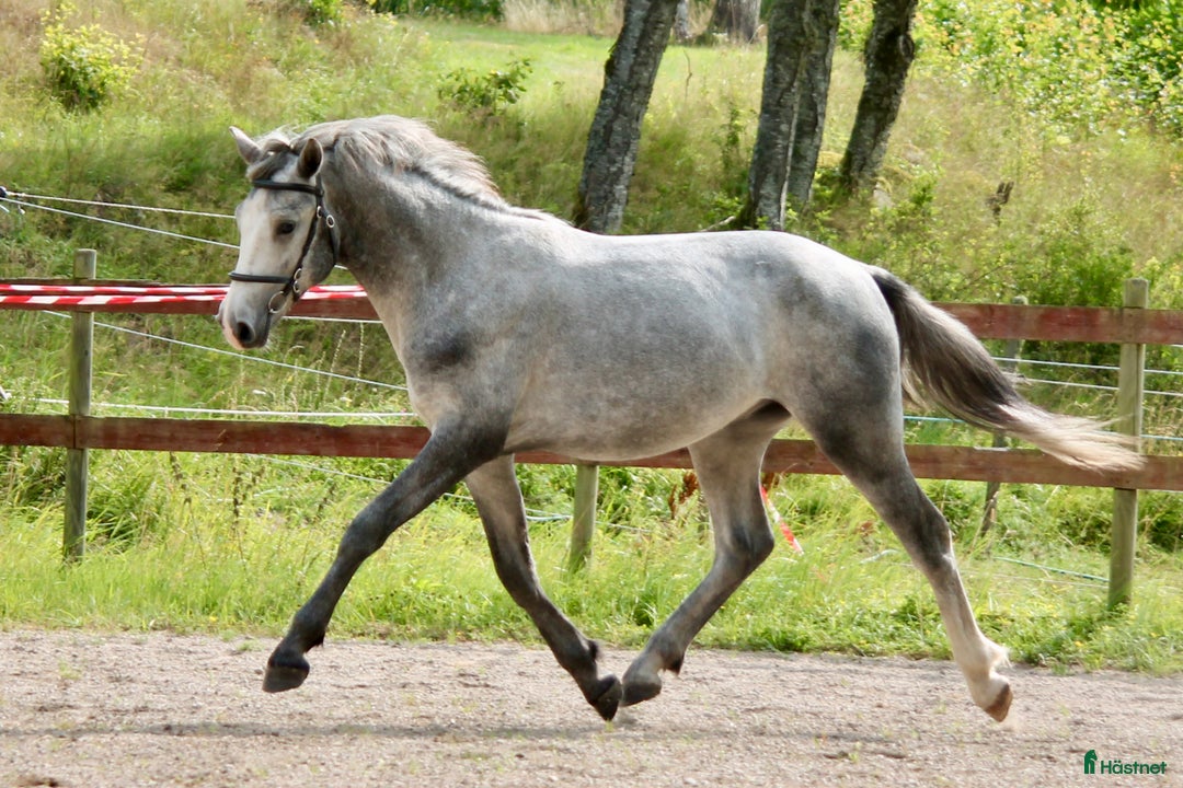 Allround hästar till salu: Lovande ettårig connemarahingst i Norsholm - Annons 6