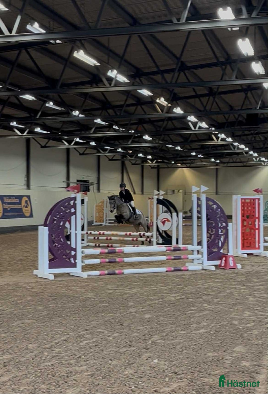 Allround hästar till salu: Snygg ungponny med mycket kapacitet NYTT PRIS i Sala - Annons 2